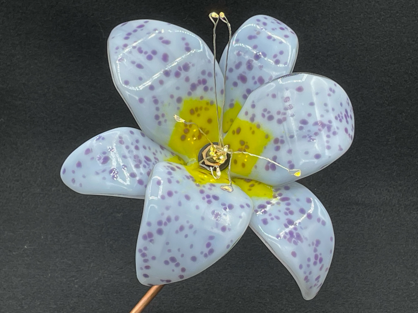 Lavender Lily