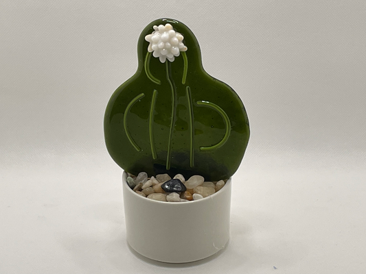 Cactus large dark green with White flower